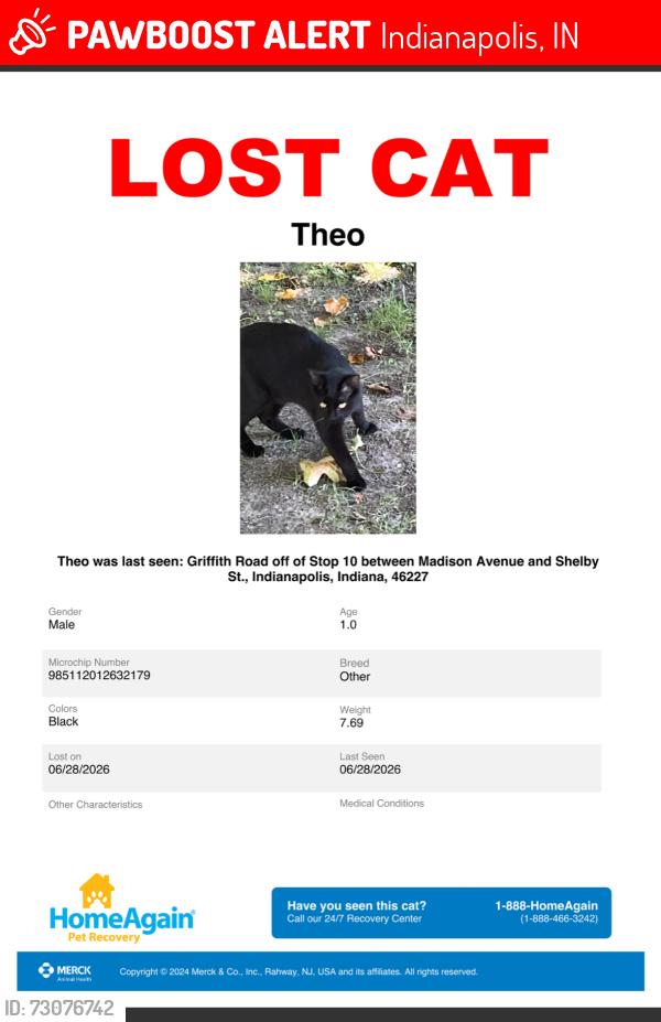Lost Male Cat last seen Stop 10 between Madison Avenue and Shelby St, Indianapolis, IN 46227