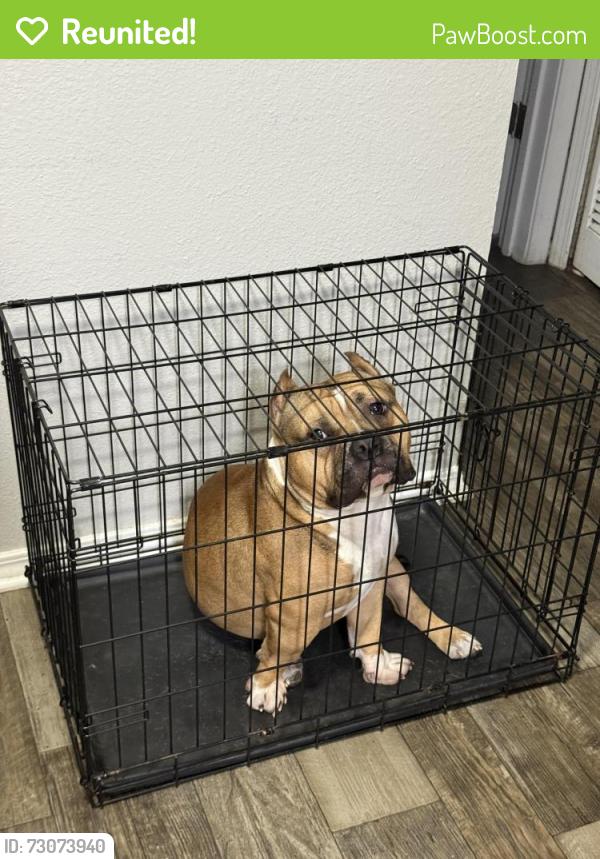 Reunited Male Dog last seen Palm river & 50th st , Palm River-Clair Mel, FL 33619