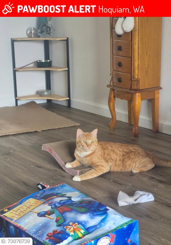 Lost Male Cat last seen Newrizons credit union, Hoquiam, WA 98550