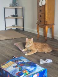 Lost Male Cat last seen Newrizons credit union, Hoquiam, WA 98550