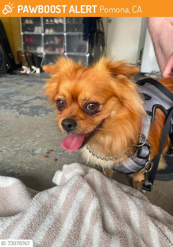 Found/Stray Male Dog last seen Food For Less / Philadelphia & Garey POMONA CA, Pomona, CA 91766