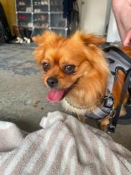 Found/Stray Male Dog last seen Food For Less / Philadelphia & Garey POMONA CA, Pomona, CA 91766