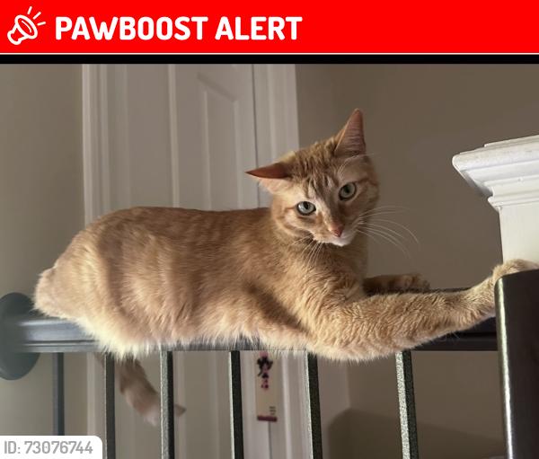Lost Male Cat last seen Mound and 26 mile, Shelby Township, MI 48316