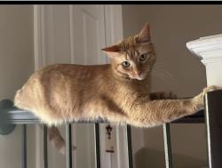 Lost Male Cat last seen Mound and 26 mile, Shelby Township, MI 48316
