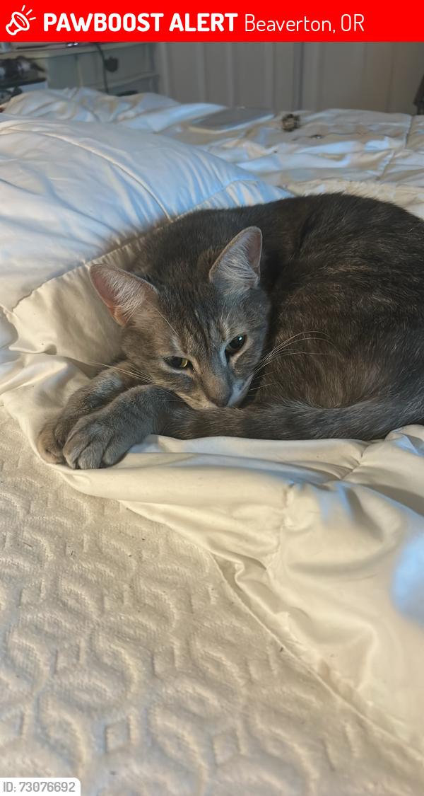 Lost Female Cat last seen 158th and SW Walker, Beaverton, OR 97006