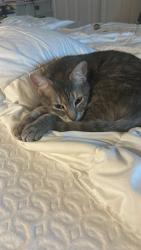 Lost Female Cat last seen 158th and SW Walker, Beaverton, OR 97006