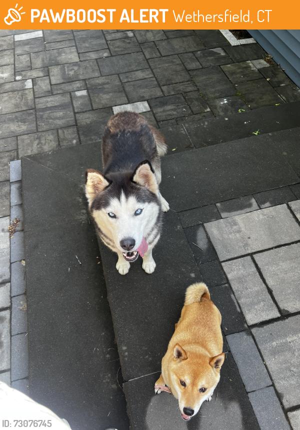 Found/Stray Female Dog last seen Jordan Lane, Wethersfield, CT 06109