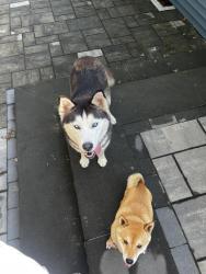 Found/Stray Female Dog last seen Jordan Lane, Wethersfield, CT 06109
