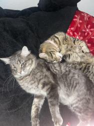 Lost Male Cat last seen Near Camino Euiz, San Diego, CA 92126