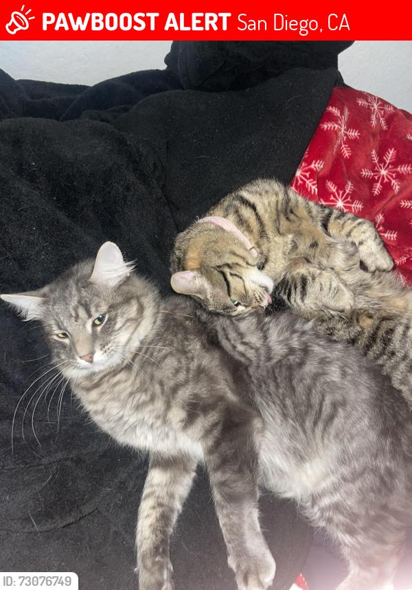 Lost Male Cat last seen Near Camino Euiz, San Diego, CA 92126