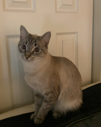 Lost Female Cat last seen Fairwood Apartments, Renton, WA 98058
