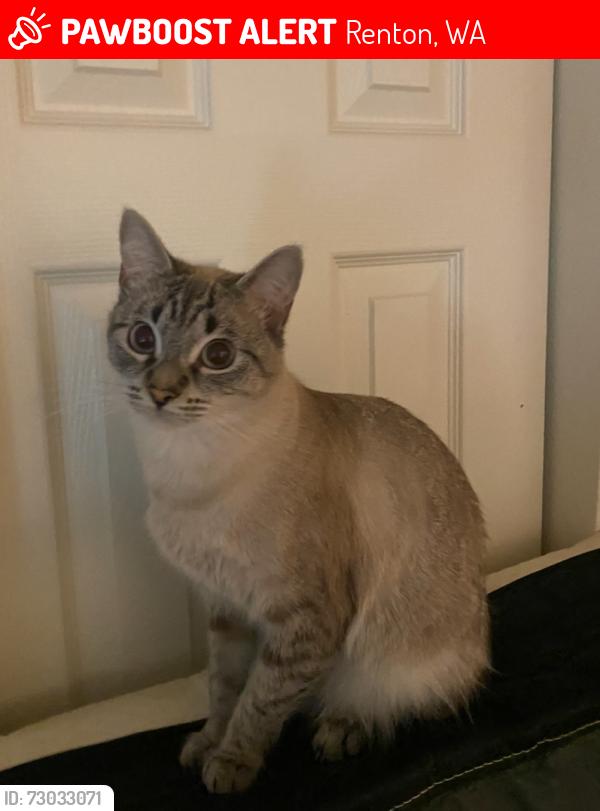 Lost Female Cat last seen Fairwood Apartments, Renton, WA 98058