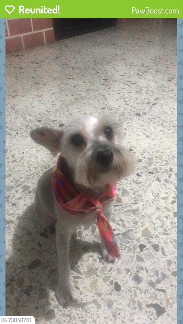 Reunited Female Dog last seen knollwood drive, Dunedin, FL 34698