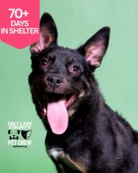 Shelter Stray Female Dog last seen Near E Wellwood Road, Midvale, UT, 84047, 511 W 3900 S, Salt Lake City, UT 84123, USA