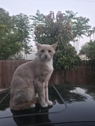 Found/Stray Male Cat last seen orange grove and cypress, Pasadena, CA 91103