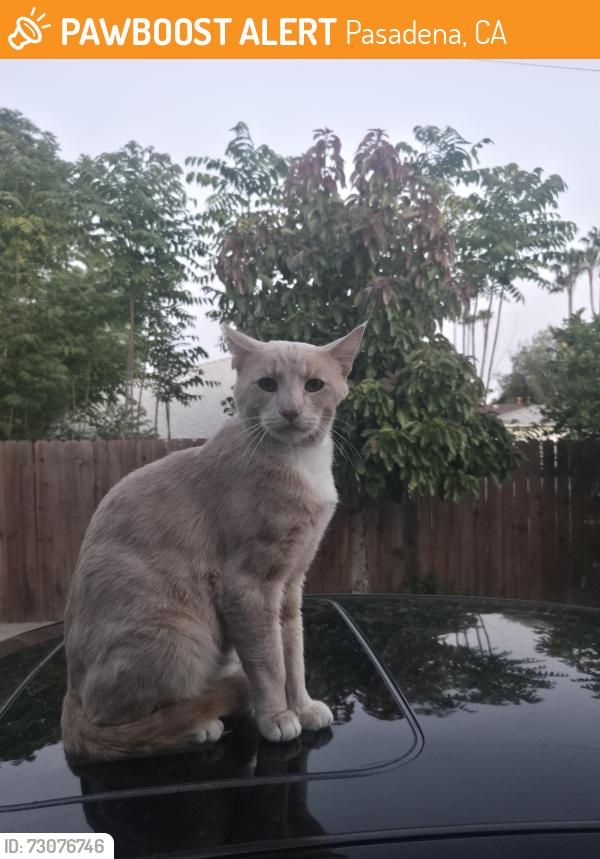 Found/Stray Male Cat last seen orange grove and cypress, Pasadena, CA 91103