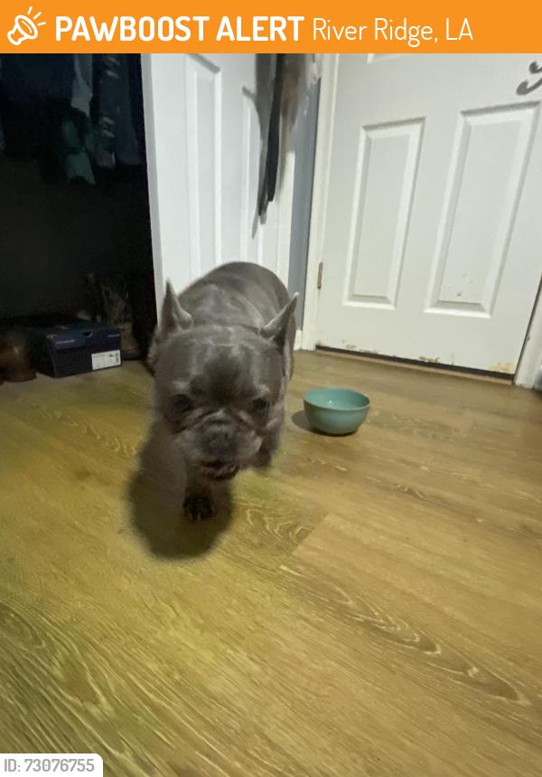 Found/Stray Female Dog last seen Little farms , River Ridge, LA 70123