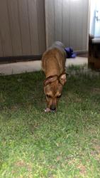 Found/Stray Male Dog last seen Western, Oklahoma City, OK 73169