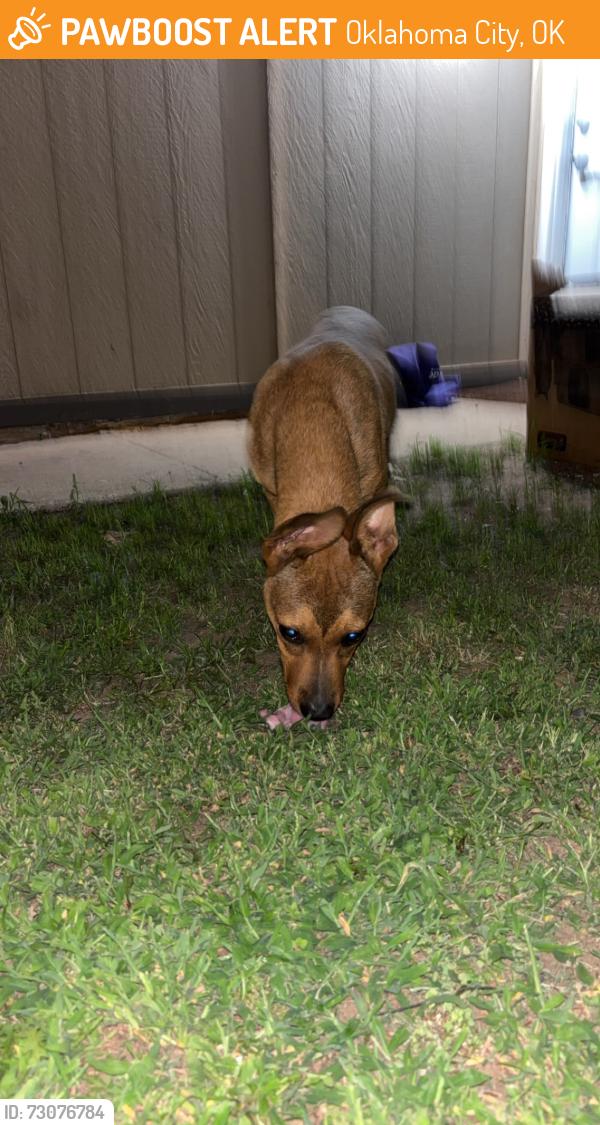 Found/Stray Male Dog last seen Western, Oklahoma City, OK 73169