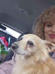 Found/Stray Male Dog last seen Homemakers road West of Snohomish, Snohomish, WA 98290