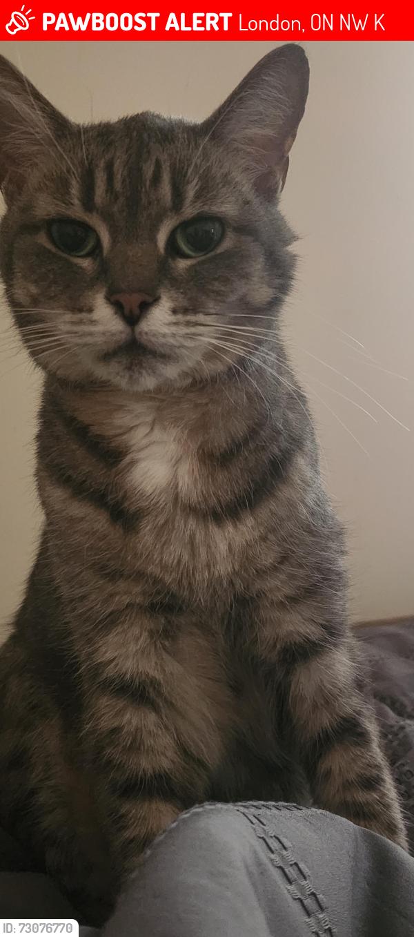 Lost Female Cat last seen Lorne ave, Elizabeth st., London, ON N5W 3K4