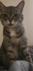 Lost Female Cat last seen Lorne ave, Elizabeth st., London, ON N5W 3K4