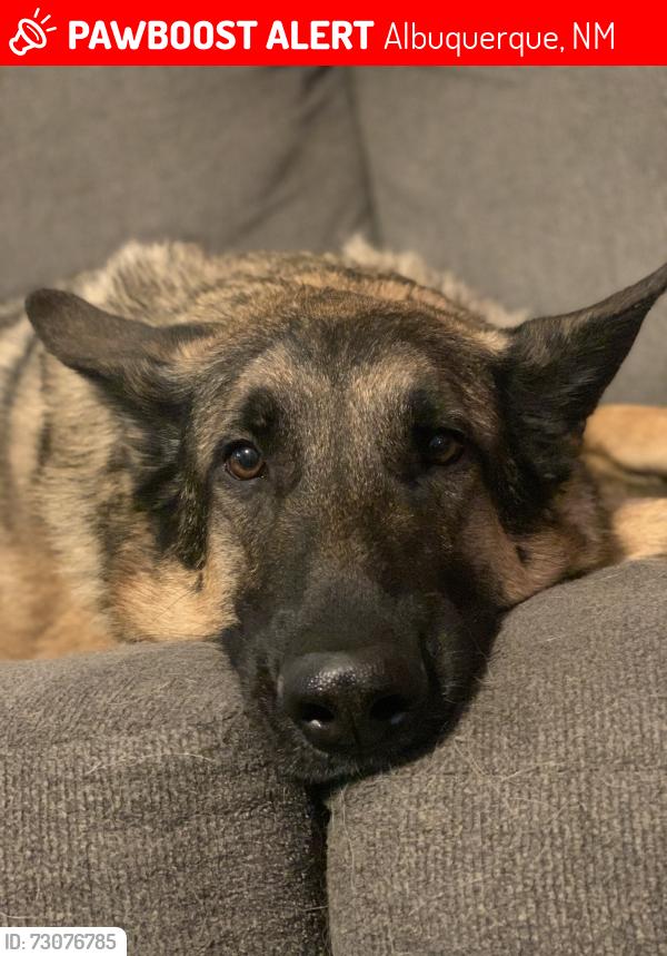 Lost Male Dog last seen alameda between louisiana and wyoming, Albuquerque, NM 87113