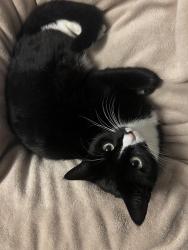 Lost Female Cat last seen Bromham mill, Giffard Park, England MK14