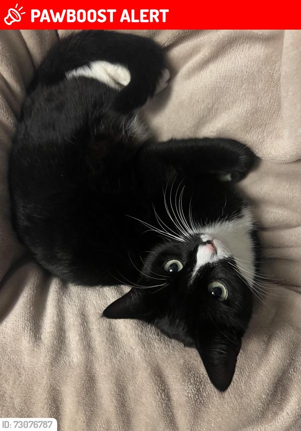 Lost Female Cat last seen Bromham mill, Giffard Park, England MK14
