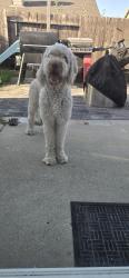 Found/Stray Female Dog last seen Meadowhaven, Sacramento, CA 95828