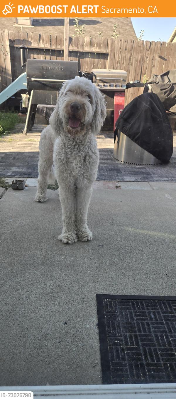 Found/Stray Female Dog last seen Meadowhaven, Sacramento, CA 95828