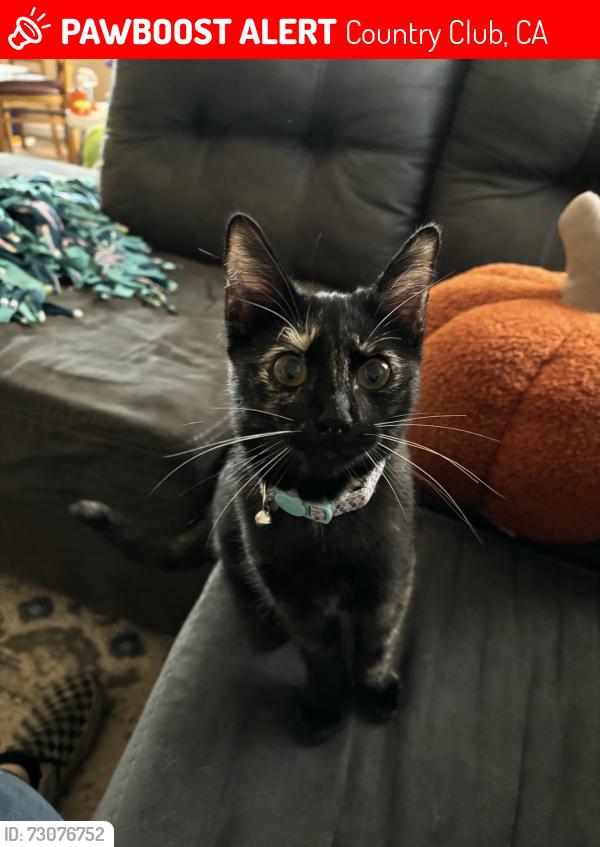 Lost Female Cat last seen Roselawn Ave Stockton CA, Country Club, CA 95204