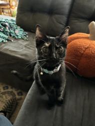 Lost Female Cat last seen Roselawn Ave Stockton CA, Country Club, CA 95204