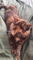 Reunited Female Cat last seen Comber Greenway, Belfast, Northern Ireland BT5 7HP