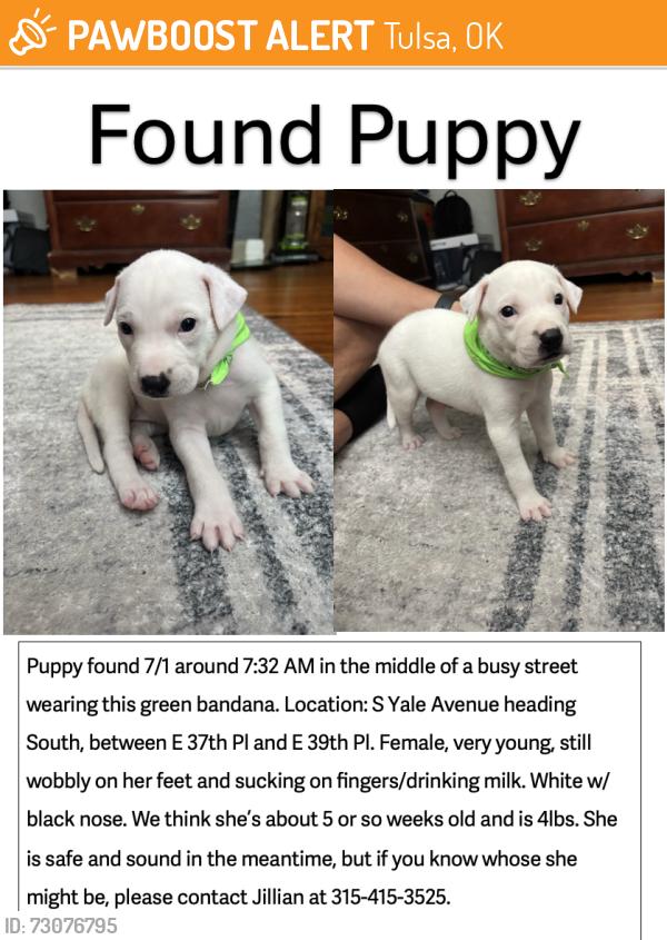 Found/Stray Female Dog last seen Before Banc First S Yale Ave, Tulsa OK, Tulsa, OK 74135