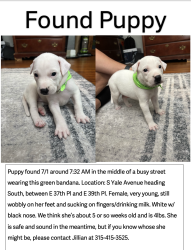 Found/Stray Female Dog last seen Before Banc First S Yale Ave, Tulsa OK, Tulsa, OK 74135