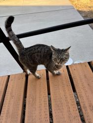 Found/Stray Unknown Cat last seen Near E and 100 S near Justice Building, Provo, UT 84606