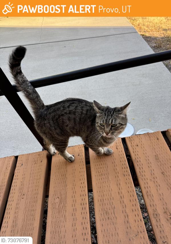 Found/Stray Unknown Cat last seen Near E and 100 S near Justice Building, Provo, UT 84606