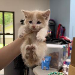 Shelter Stray Unknown Cat last seen , 901 N Haverty St, Pine Bluff, AR 71601, USA