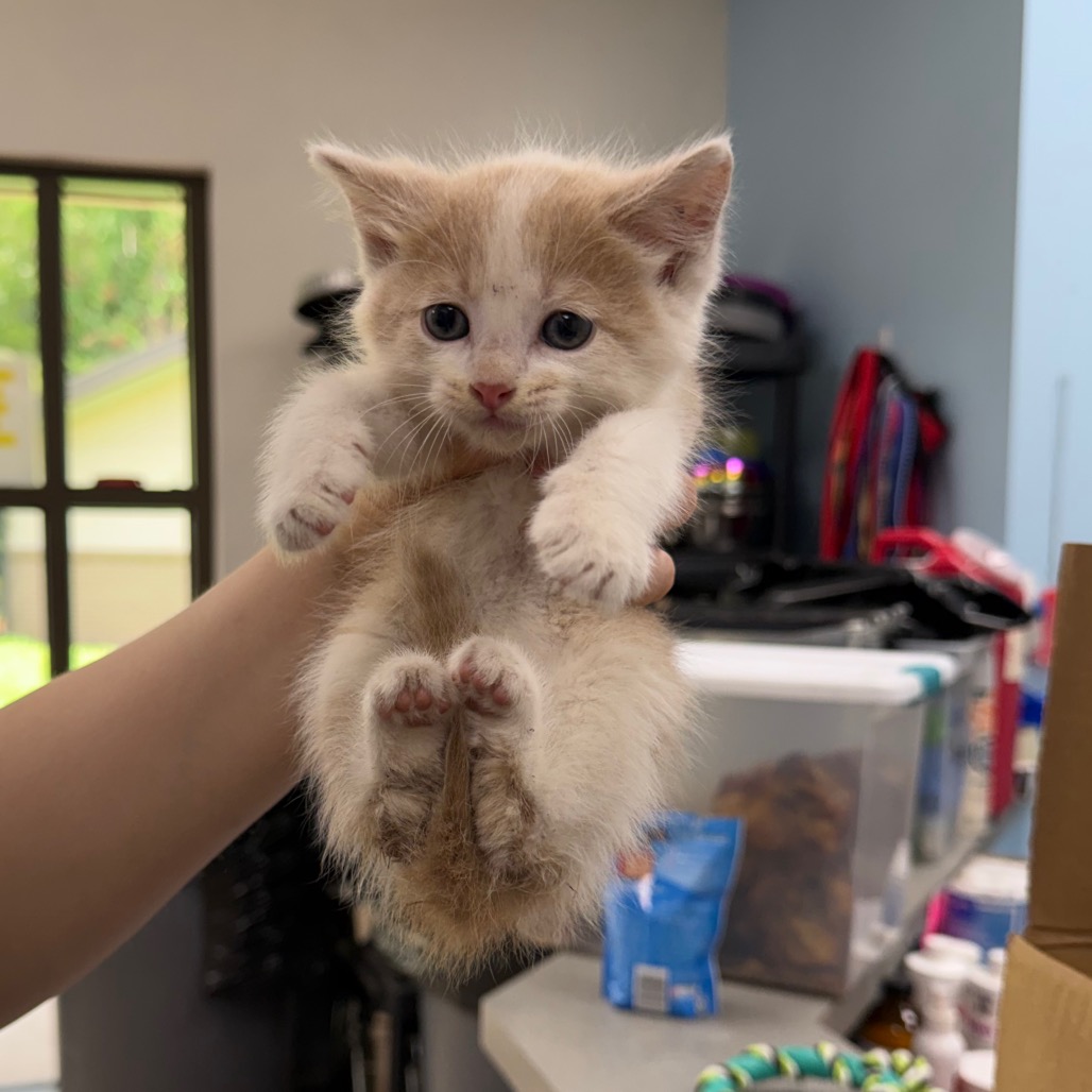 Shelter Stray Unknown Cat last seen , 901 N Haverty St, Pine Bluff, AR 71601, USA