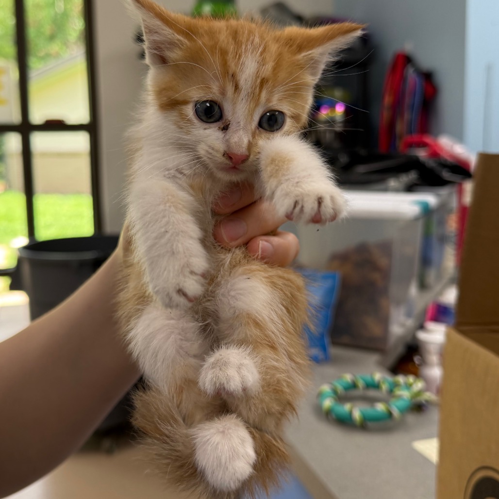 Shelter Stray Unknown Cat last seen , 901 N Haverty St, Pine Bluff, AR 71601, USA