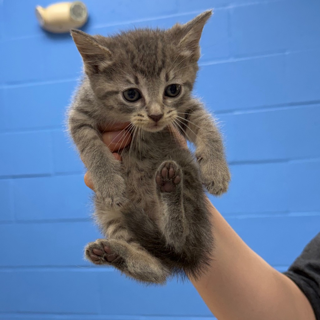 Shelter Stray Unknown Cat last seen , 901 N Haverty St, Pine Bluff, AR 71601, USA