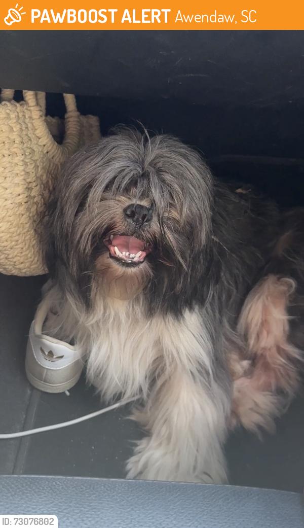 Found/Stray Unknown Dog last seen Seewee rd Awendaw sc 29429, Awendaw, SC 29429