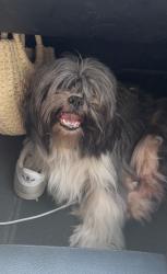 Found/Stray Unknown Dog last seen Seewee rd Awendaw sc 29429, Awendaw, SC 29429
