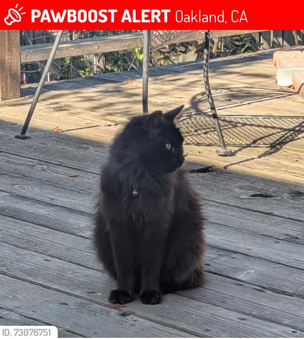 Lost Male Cat last seen 39th ave. and Bayo St. oakland, ca., Oakland, CA 94619