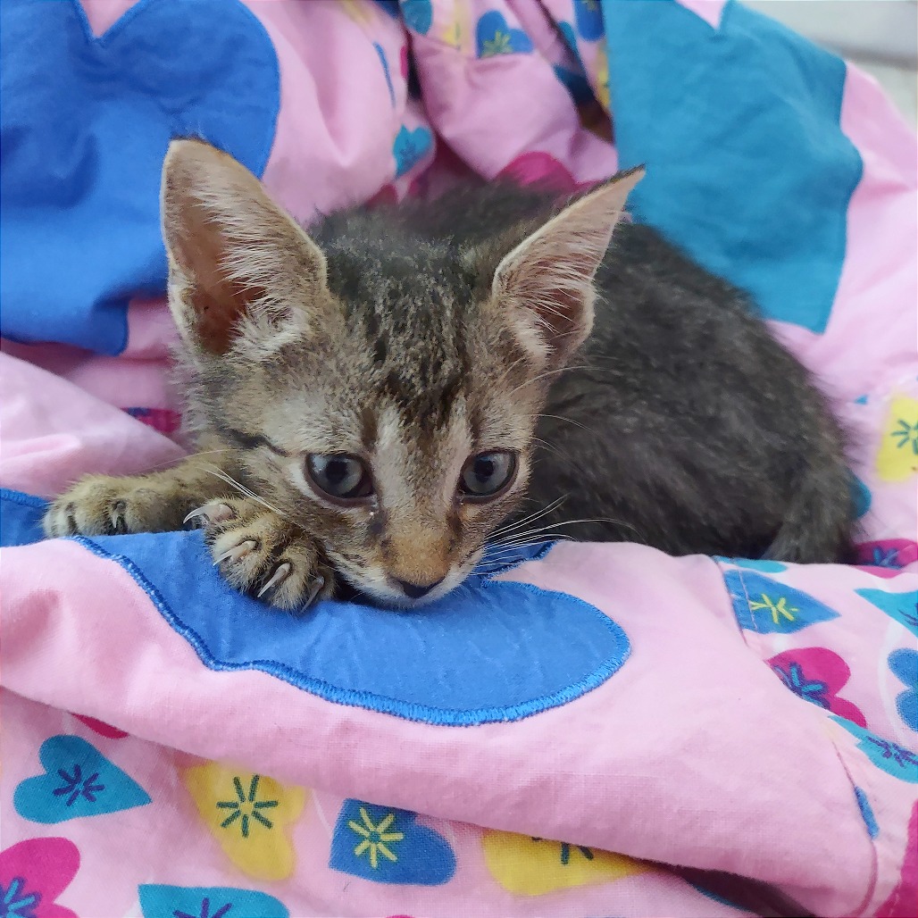 Shelter Stray Female Cat last seen , 2350 Appling City Cove, Memphis, TN 38133, USA