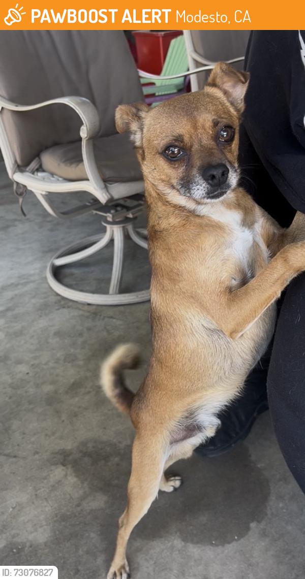 Found/Stray Male Dog last seen East coolidge avenue & Rose, Modesto, CA 95350