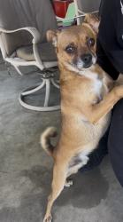 Found/Stray Male Dog last seen East coolidge avenue & Rose, Modesto, CA 95350