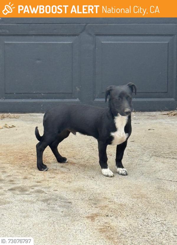 Found/Stray Male Dog last seen Saipan Dr, National City, CA 91950