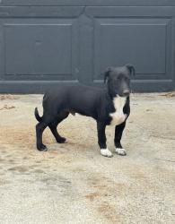 Found/Stray Male Dog last seen Saipan Dr, National City, CA 91950
